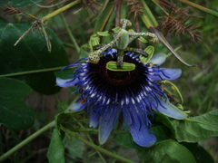 Passiflora amethystina