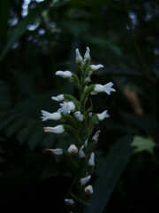 Microchilus austrobrasiliensis