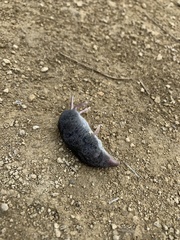 Everglades Short-Tailed Shrew photo 2