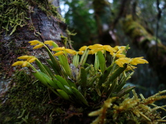 Acianthera sonderiana