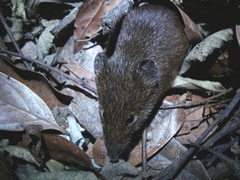 Oxymycterus