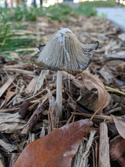 Fungi