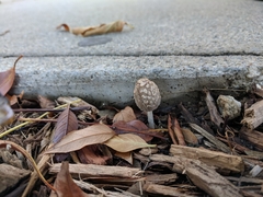 Fungi