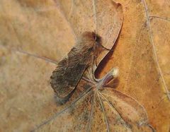 Ptilophora variabilis