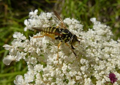 Spilomyia saltuum