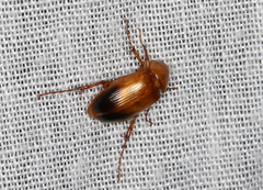 Phyllotocus macleayi