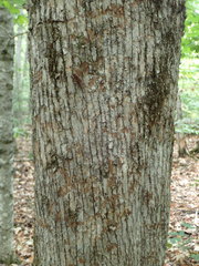 Ostrya virginiana image