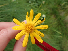 Cryptocephalus samniticus