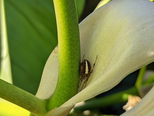 Common Web-spider photo 5