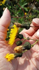 Sonchus arvensis uliginosus