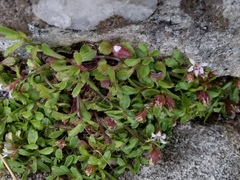 Lobelia eckloniana