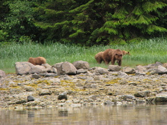 Ursus arctos sitkensis