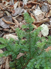 Taxus canadensis