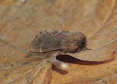 Ptilophora variabilis