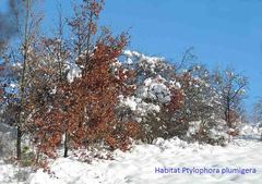 Ptilophora variabilis