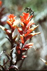 Castilleja irasuensis