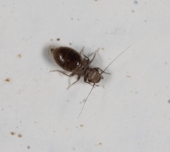 Lepinotus patruelis