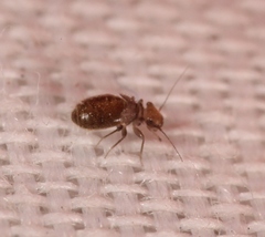 Lepinotus patruelis