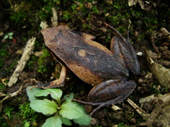 Physalaemus lateristriga