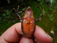 Physalaemus lateristriga