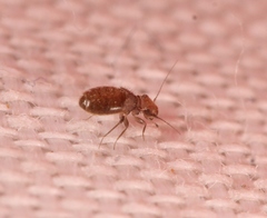 Lepinotus patruelis