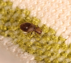 Lepinotus patruelis