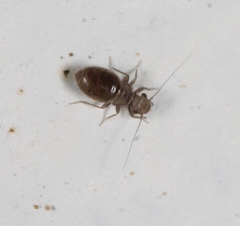 Lepinotus patruelis