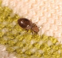 Lepinotus patruelis