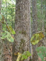 Tilia americana