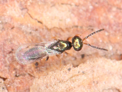 Chalcidoidea