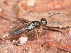 Chalcidoidea