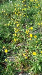 Sonchus arvensis uliginosus