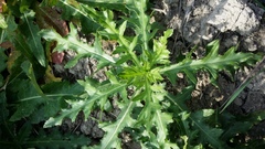 Sonchus arvensis uliginosus
