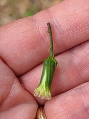 Erechtites hieraciifolius image