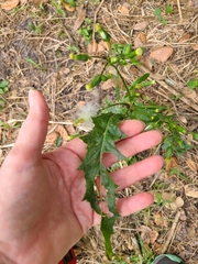 Erechtites hieraciifolius image