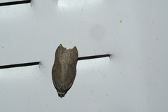 Acleris effractana