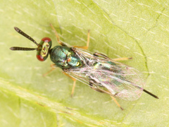 Chalcidoidea
