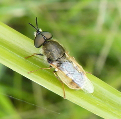 Dischizocera zumpti