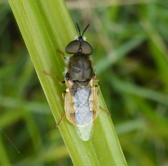 Dischizocera zumpti