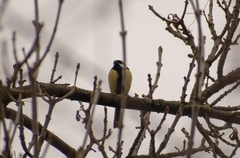 Parus major