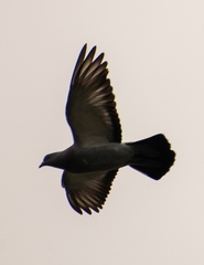 Columba livia domestica