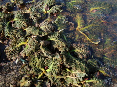 Mourera aspera