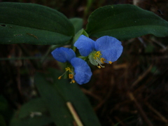 Commelina obliqua
