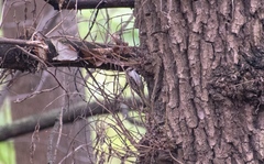 Certhia brachydactyla