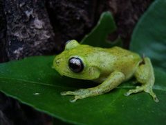 Aplastodiscus perviridis