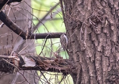 Certhia brachydactyla