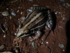 Leptodactylus plaumanni
