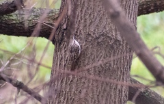 Certhia brachydactyla