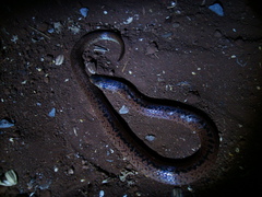 Atractus paraguayensis