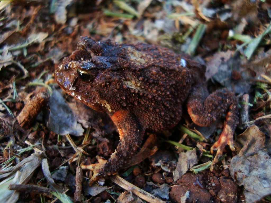 Horn Toad